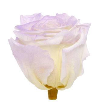 Preserved Violet Powder Rose