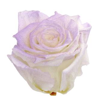 Preserved Violet Powder Rose