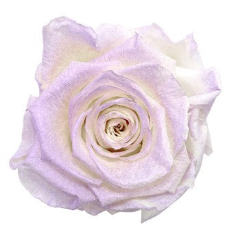 Preserved Violet Powder Rose