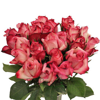 Vogue Raspberries and Cream Rose