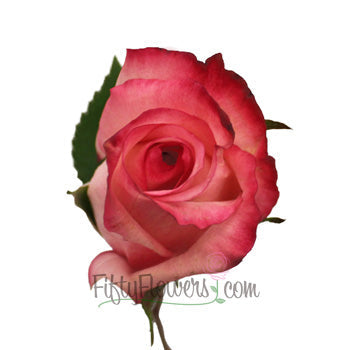 Vogue Raspberries and Cream Rose