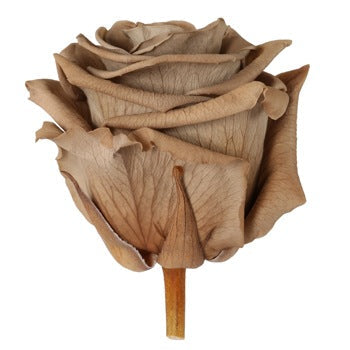 Preserved Warm Taupe Rose