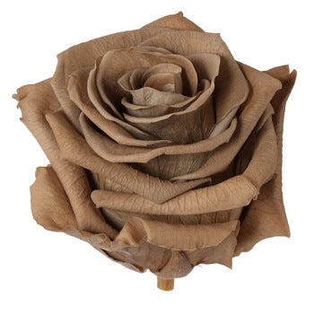Preserved Warm Taupe Rose