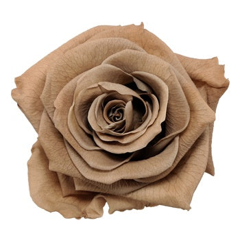Preserved Warm Taupe Rose