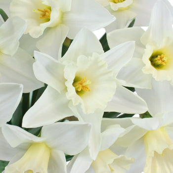 White Wedding Bells Daffodil Flower