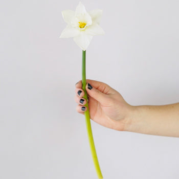 White Wedding Bells Daffodil Flower