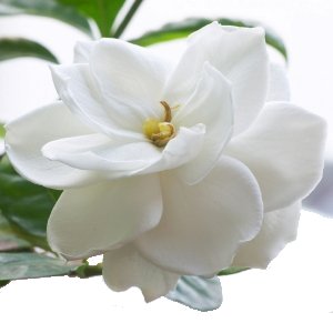 Gardenia Worker Flowers