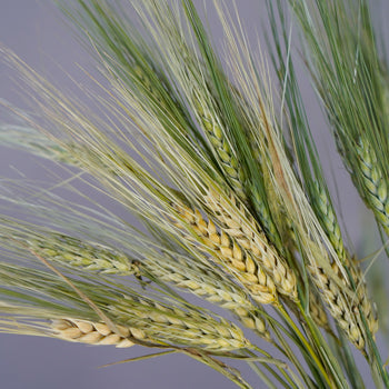 Fresh Wheat Greens