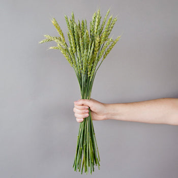 Fresh Pasta Wheat Greenery