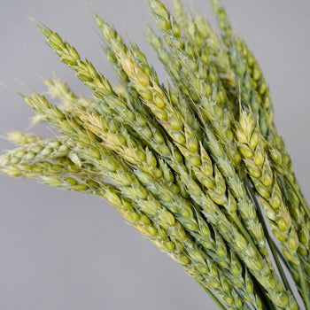 Fresh Pasta Wheat Greenery