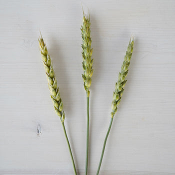 Fresh Pasta Wheat Greenery