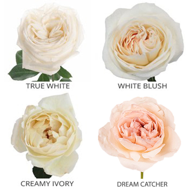 Whimsical Garden Rose Sample Pack