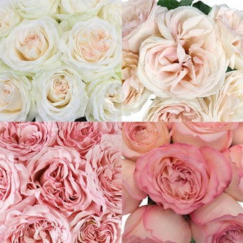 Whimsical Garden Rose Sample Pack