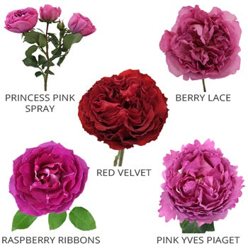 Whimsical Garden Rose Sample Pack