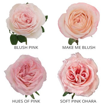 Whimsical Garden Rose Sample Pack