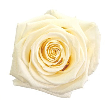 Ready To Go Wholesale Centerpieces Card