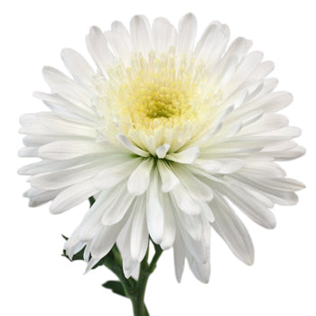 Snow White Cremon Flower