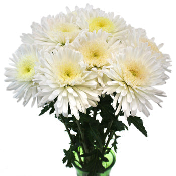 Snow White Cremon Flower