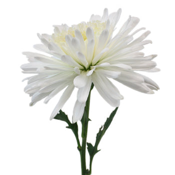 Snow White Cremon Flower