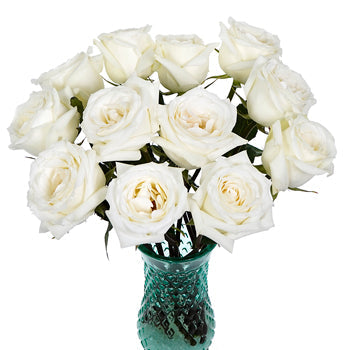 Fresh White Rose