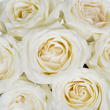 Fresh White Rose