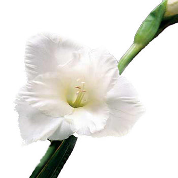 Gladiolus White Flower
