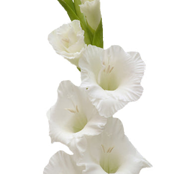Gladiolus White Flower