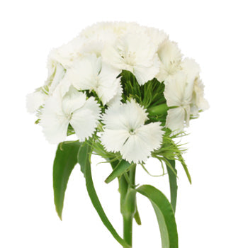 Sweet William White Flowers