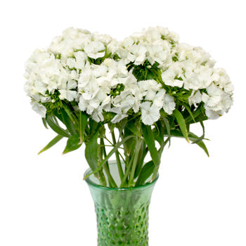 Sweet William White Flowers
