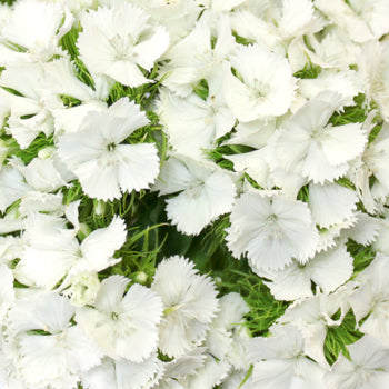 Sweet William White Flowers