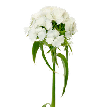 Sweet William White Flowers