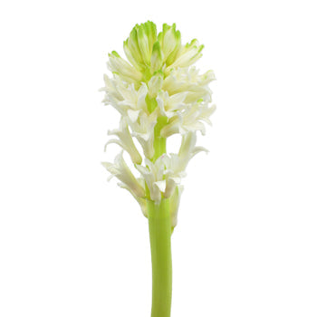 Hyacinth White Flower January to April