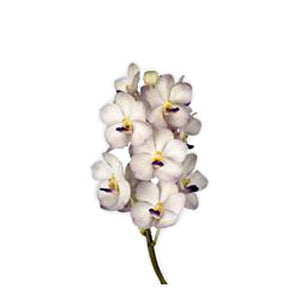 Vanda Orchids White Magic