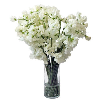 White Designer Japanese Sweet Peas