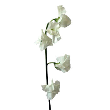 White Designer Japanese Sweet Peas