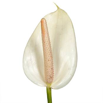 Polished Pearl Designer Anthurium Flower