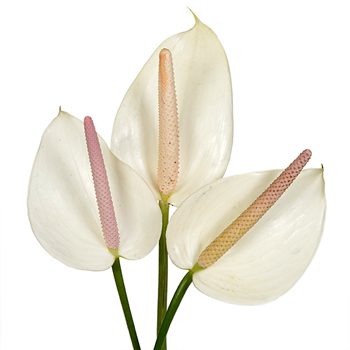 Polished Pearl Designer Anthurium Flower