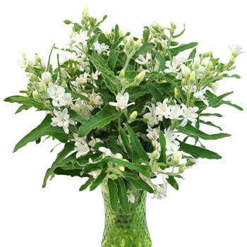 Tweedia Flower White
