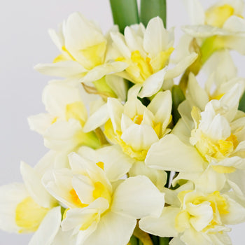 Double Rays of Sunshine Daffodils
