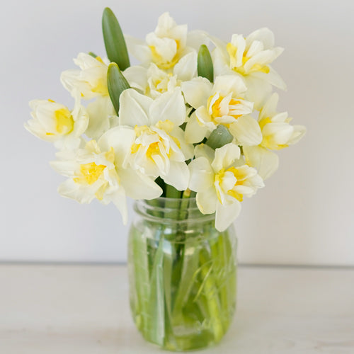 Double Rays of Sunshine Daffodils