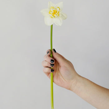 Double Rays of Sunshine Daffodils