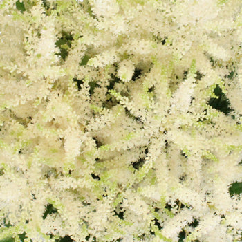 White Astilbe Flower May to October