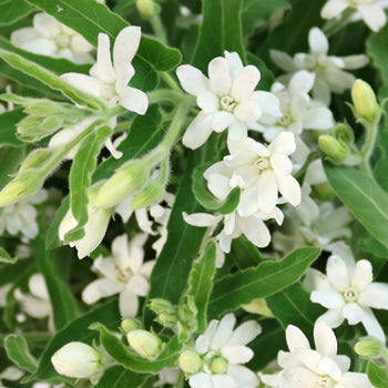 Tweedia Flower White