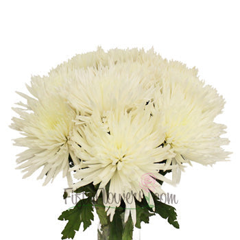 Anastasia Spider White Flowers