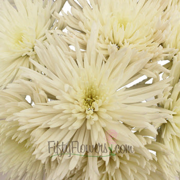 Anastasia Spider White Flowers
