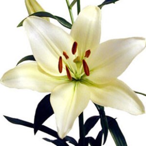 Creamy White Asiatic Lily