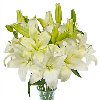 Glimmer White Asiatic Lily