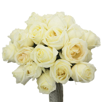 White Chocolate Rose