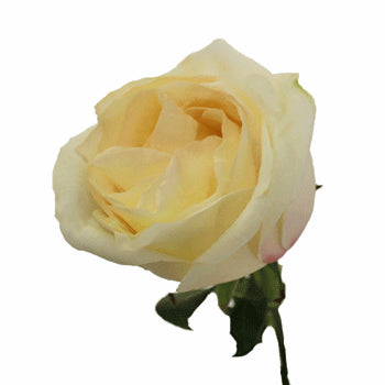 White Chocolate Rose