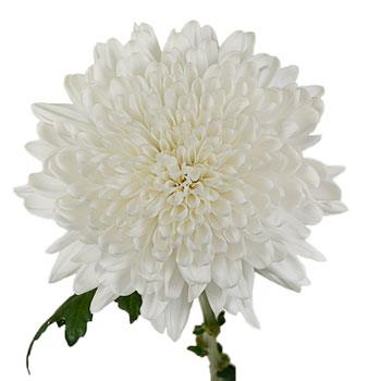 Chita Dahlia like Wedding flower